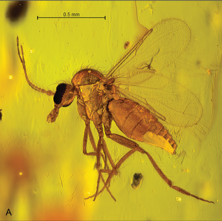 最近！身上突然不明原因癢一下、又紅又腫，不是蚊子干的，怎么回事？